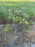 Verkaufe mehrere Rhododendron Bielefeld - Senne Vorschau