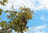 ❗ Imker fängt Bienenschwarm ❗ Bochum - Bochum-Nord Vorschau