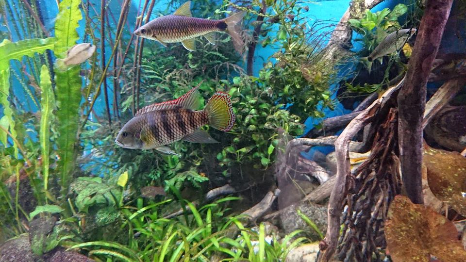 Benitochromis batesii "Oto Akok" Zuchtpaar Maulbrüter Westafrika in Neustadt an der Weinstraße