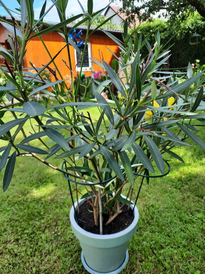 Oleander, Pflanze in Göppingen