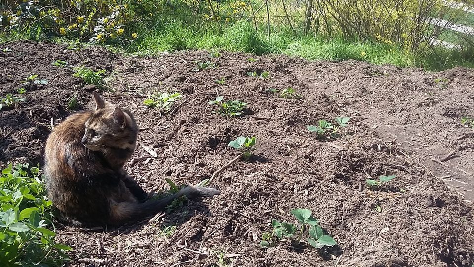 Fibilou vermisst in Wahrenberg