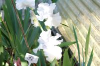 Schwertlilie - Iris - 100cm, große Bartiris, reinweiß wunderschön Sachsen - Löbau Vorschau