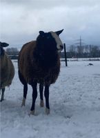 Zwartbles Bock Nordrhein-Westfalen - Eschweiler Vorschau