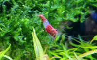 Red Rili Garnelen Neocaridina Zwerggarnelen Nordrhein-Westfalen - Bünde Vorschau