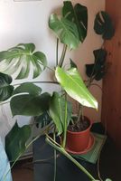 Monstera Deliciosa / Köstliches Fensterblatt Niedersachsen - Osnabrück Vorschau