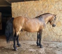 Ganz liebes Fahrpony - Goldfalbe - Freizeit, Turnier, Zucht Berlin - Tempelhof Vorschau