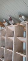 Junge Taube zu verkaufen Hochflieger 2 € Stück Niedersachsen - Damme Vorschau