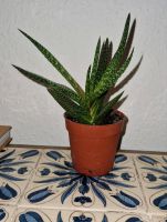 Zimmerpflanze Pflanze Gasteria Baden-Württemberg - Heidelberg Vorschau