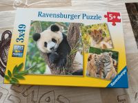 Ravensburger Puzzle 5 + / 3 x 49 Teile Tiere Panda Tiger Löwe Baden-Württemberg - Ostrach Vorschau