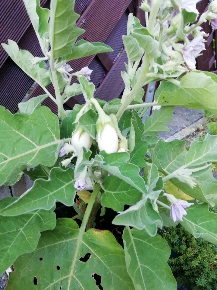 30 x Samen Eierbaum weiße Früchte  Pflanze Aubergine Gemüse in Dürrhennersdorf