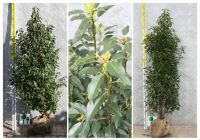 Portugiesischer Kirschlorbeer - Prunus lusitanica Angustifolia Nordrhein-Westfalen - Willich Vorschau