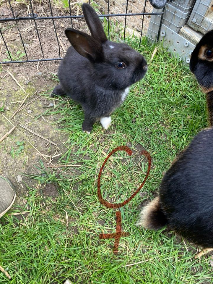 Hasen aus Freilandhaltung, Hase, Kaninchen in Greiz