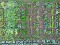 Saisongarten  bio Gemüse Garten Parzellen Babenhausen Hessen - Babenhausen Vorschau