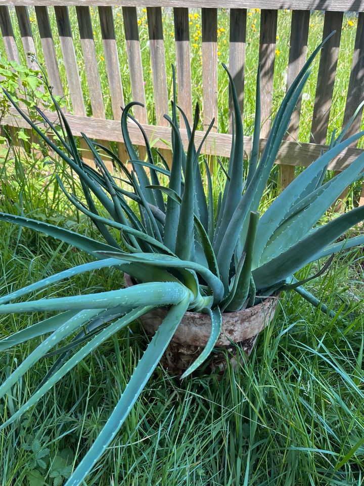 Aloe Vera Setzlinge / Ableger zu verschenken in Schliersee