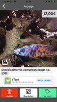 Dimidiochromis Compresizeps Baden-Württemberg - Achstetten Vorschau