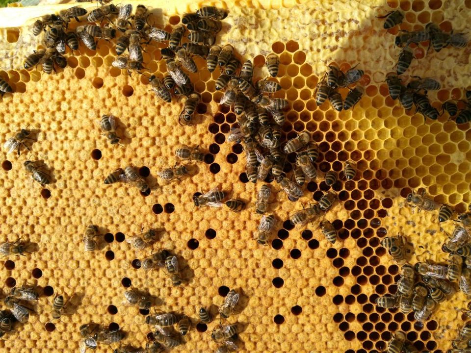 Kunstschwärme - Bienenvölker -  Ableger - Bienen Carnica in Radebeul
