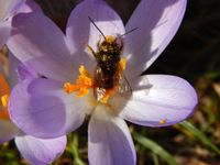 Naturseminare Kurse Biologisches Gärtnern und Wildbienen Kiel - Ellerbek-Wellingdorf Vorschau