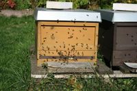 Bienenvolk, Bienenvölker, Kunstschwarm, Carnica Baden-Württemberg - Pforzheim Vorschau