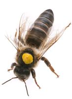 Bienenkönigin Carnika zu verkaufen Nordrhein-Westfalen - Neuss Vorschau