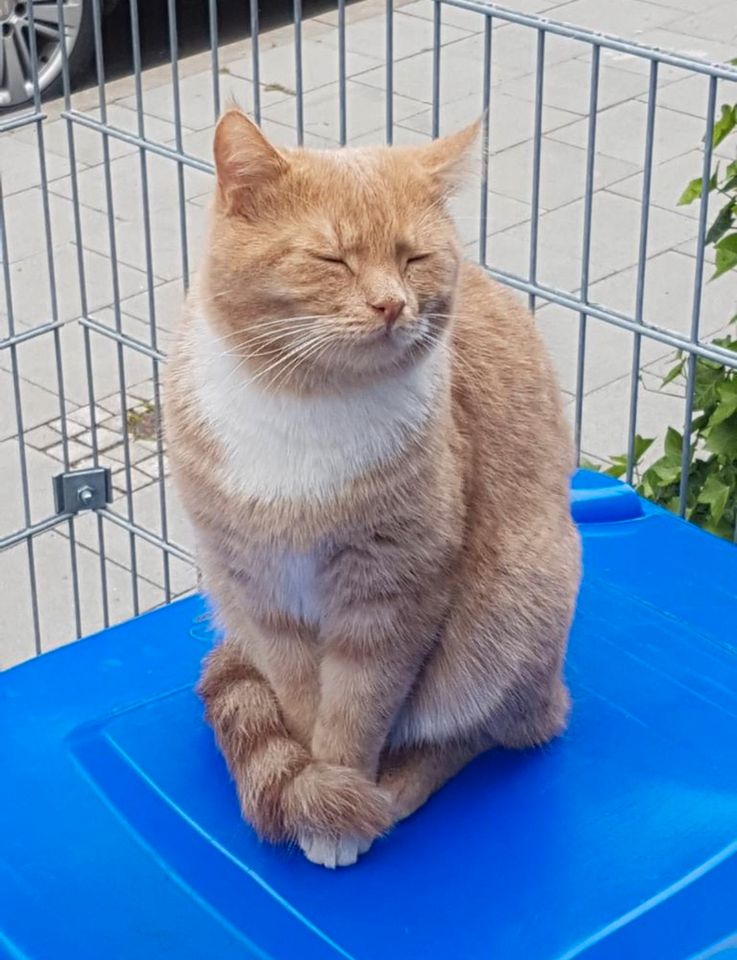 GESUCHT: Kater Jimmy aus 41169 Mönchengladbach in Mönchengladbach