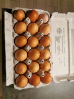 Frische Eier aus dem Hühner Paradies Brandenburg - Am Mellensee Vorschau