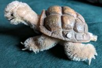 ♥️ Steiff Schildkröte Slo 60ger Jahre Bonn - Kessenich Vorschau