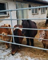 Suche Reitlehrer/in für Kinderreiten Bayern - Kleinwallstadt Vorschau