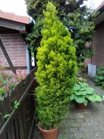Mediterrane Terassenpflanze, Zimmerzypresse, Cupressus macrocarpa Niedersachsen - Edemissen Vorschau