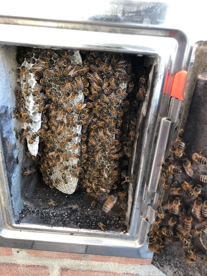 Bienenschwarm? Biete Hilfe und fange diese wenn möglich ein in Dülmen