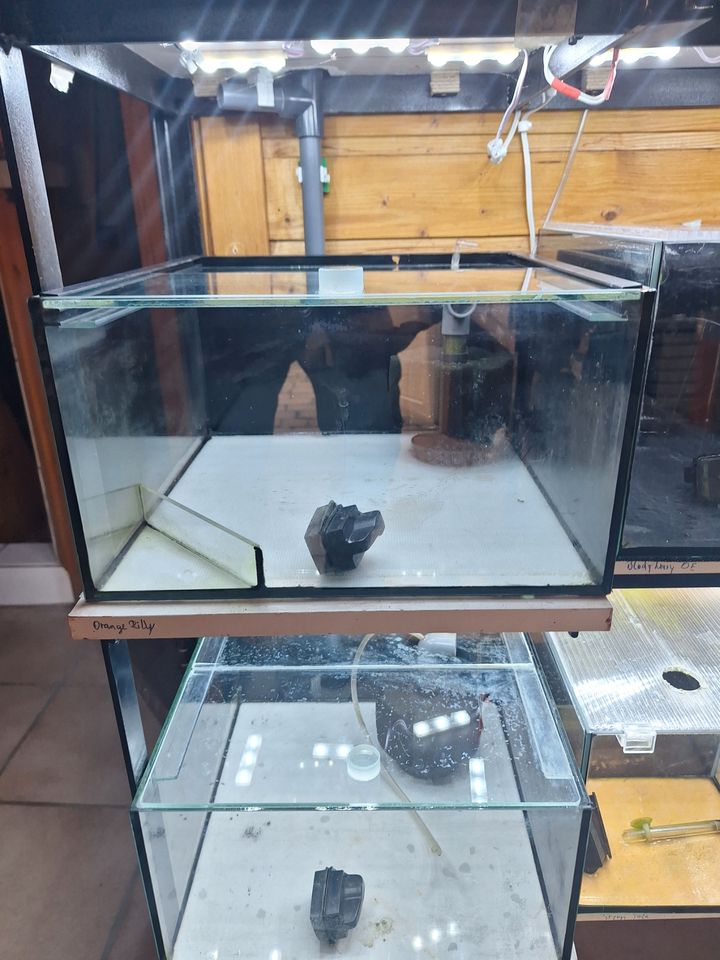 Aquarium, Garnelenzuchtanlage  Komplett Sorglospaket in Bad Iburg