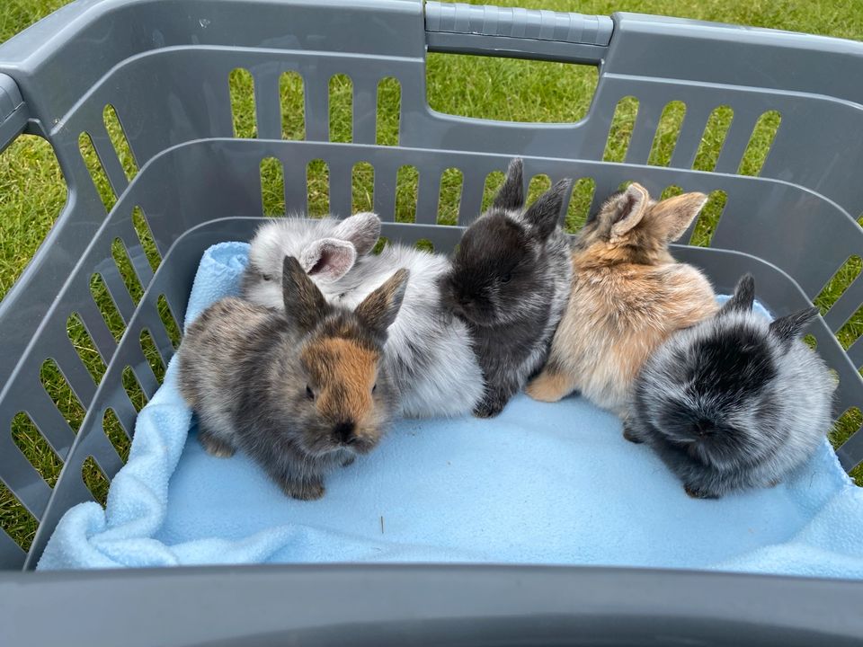 ❤️ Zwergkaninchen Babys Farbzwerg Löwenkopf❤️ in Ronnenberg