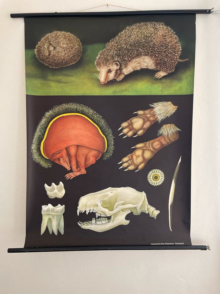 Schulkarte, Rollkarte, Wandkarte Igel Tiere Biologie Vintage alt in Brilon