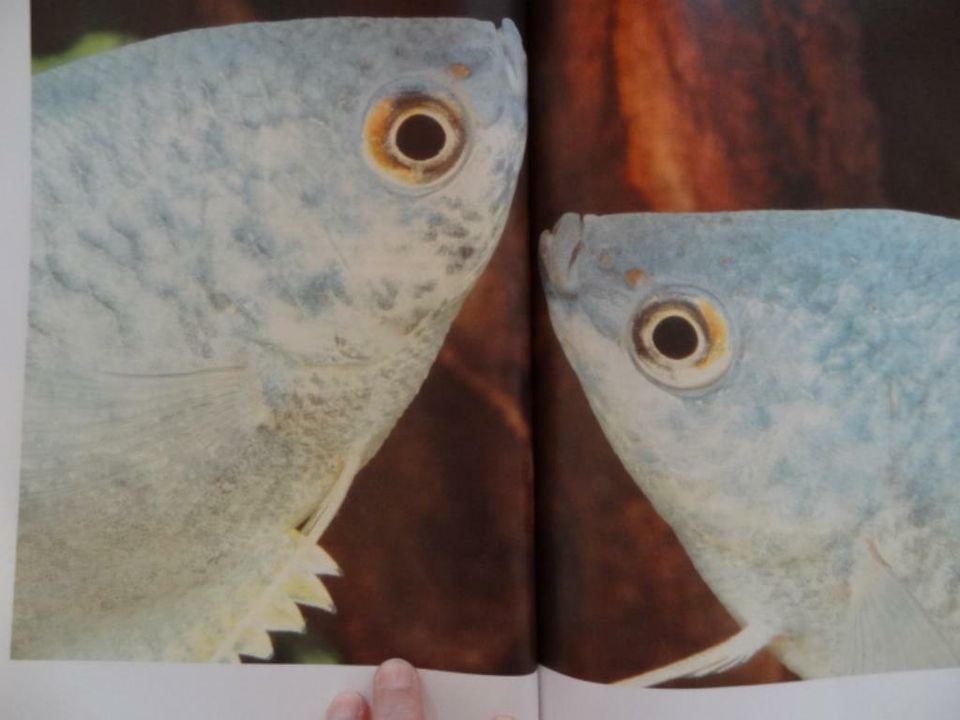 Zierfische - Faszinierende Welt der Aquarien - Serges Medien in Hofkirchen