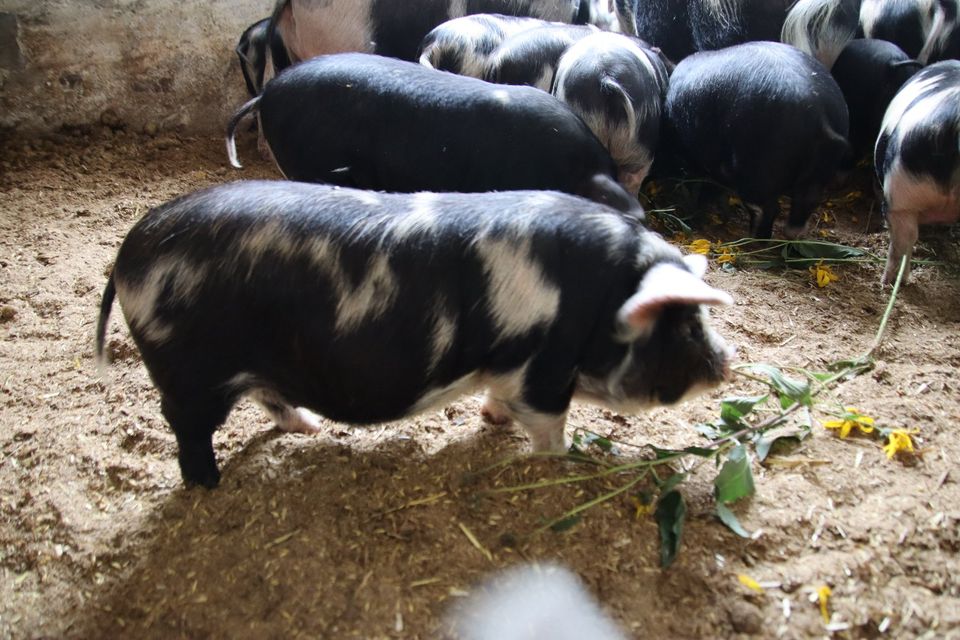 Kune Kune Schweine - Ferkel -Läufer und Zuchtsauen abzugeben in Wallstawe