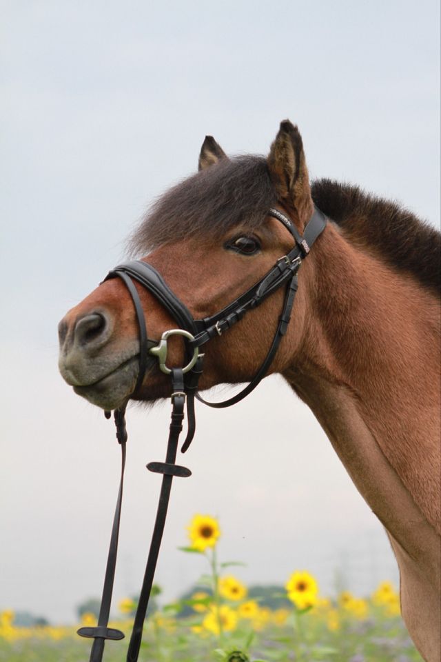 Verkaufe liebe Pony Stute in beste Hände in Pulheim