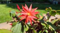 Blattkaktus Epiphyllum (blühend) Bayern - Beilngries Vorschau