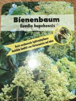 Bienenbaum 3-5 Meter hoch ( Euodia/ Imker/Bienen/Honigbaum) Nordrhein-Westfalen - Much Vorschau