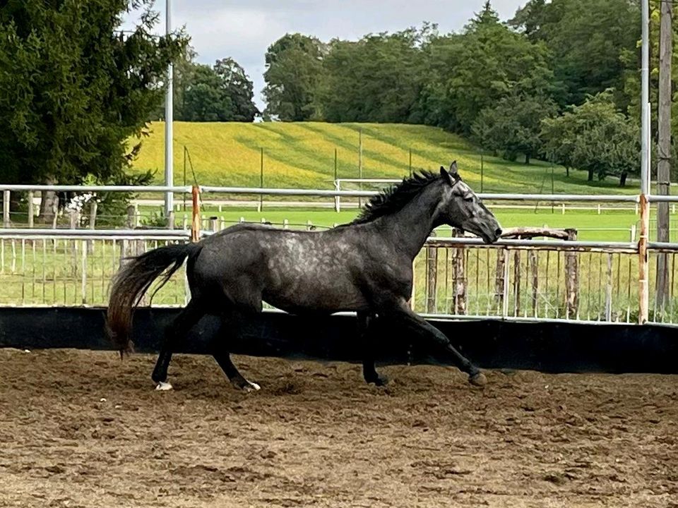 Traumpferd sucht Traumplatz in Rümmingen