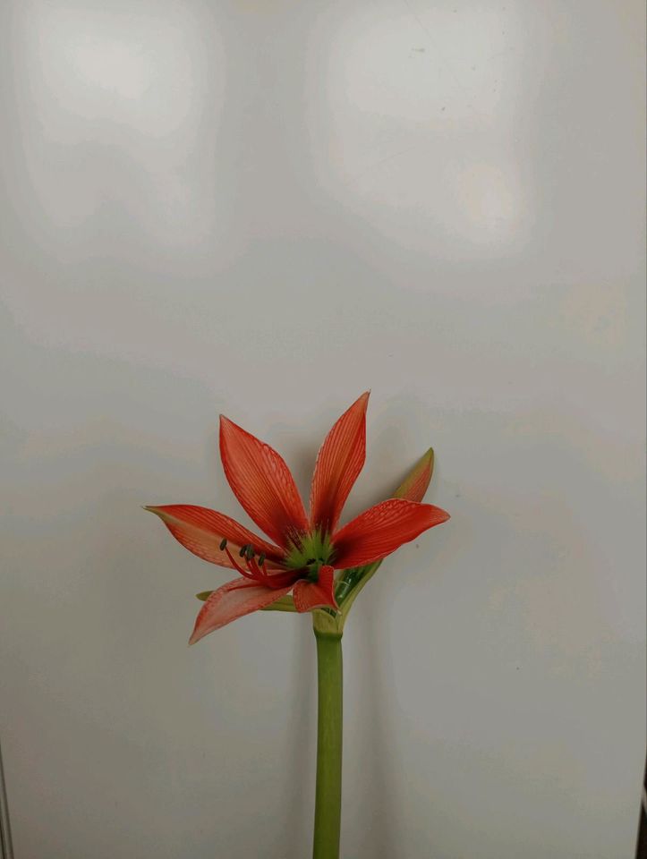 Amaryllis  orang Zwiebeln/Knolle Ø 7-9 cm in Kassel