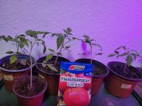 Tomatenpflanzen Jungpflanzen( Fleischtomaten) Sachsen - Freital Vorschau