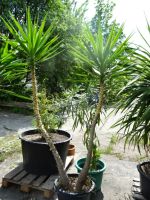 Yucca Palme 240 cm Sachsen-Anhalt - Bad Duerrenberg Vorschau