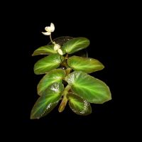 Begonia thelmae, Terrarienpflanzen, Rankpflanze fürs Terrarium Rheinland-Pfalz - Mainz Vorschau