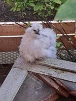 Seidenhuhn hahn schwarz weiß☘️huhn jungtier Bayern - Raubling Vorschau