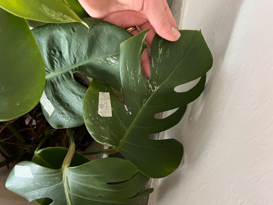 Monstera variegata steckling ableger pflanze in Saarbrücken