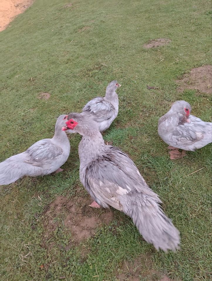 BRUT EIER Warzenente Blau blaue Flugenten Hausente Barbarie Enten in Nossen