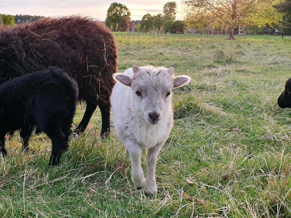 Ouessant Zwergschaf Lämmer Quessant in Rietz-Neuendorf