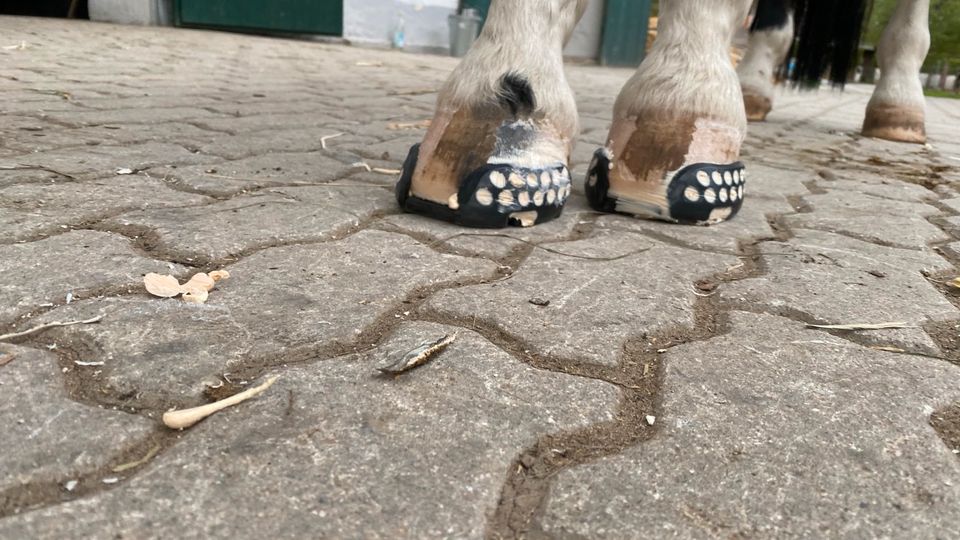 Hufpflege für Pferd, Pony und Esel in Füssen