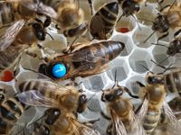 Carnica F1 Bienen Königin 2024 Hessen - Ehringshausen Vorschau