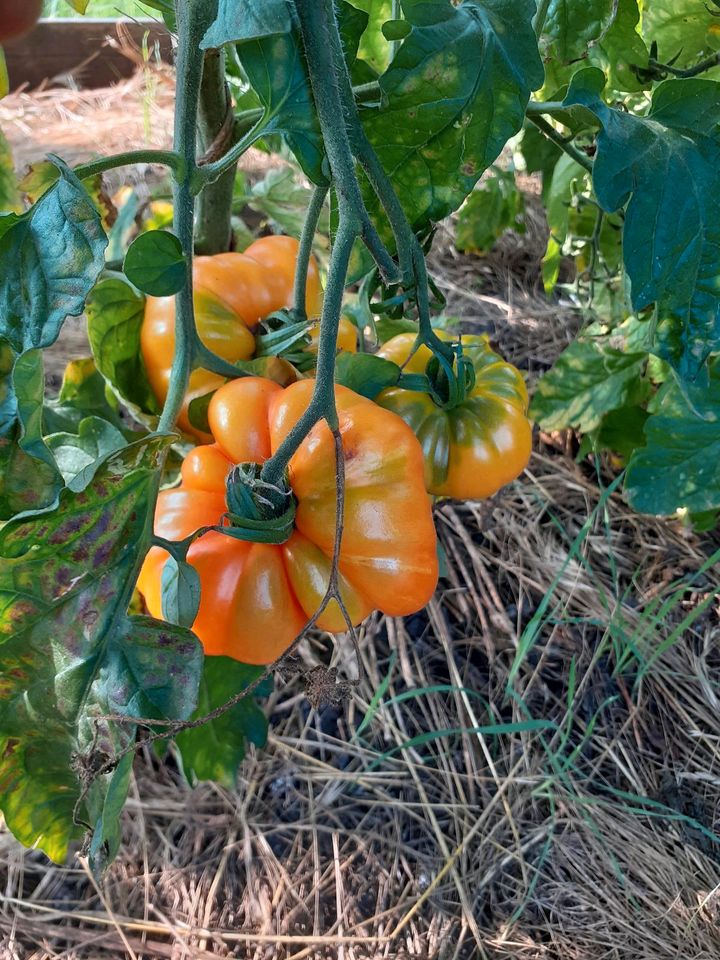 Tomatenpflanzen Raritäten, alte Sorte, samenfest, bio, in Halle