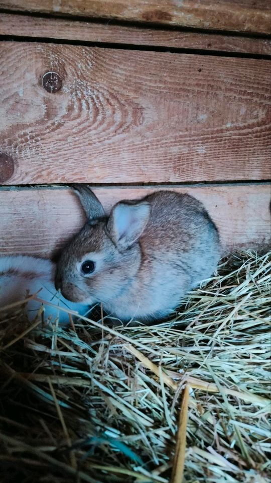 Hasen / Kaninchen in Werdau